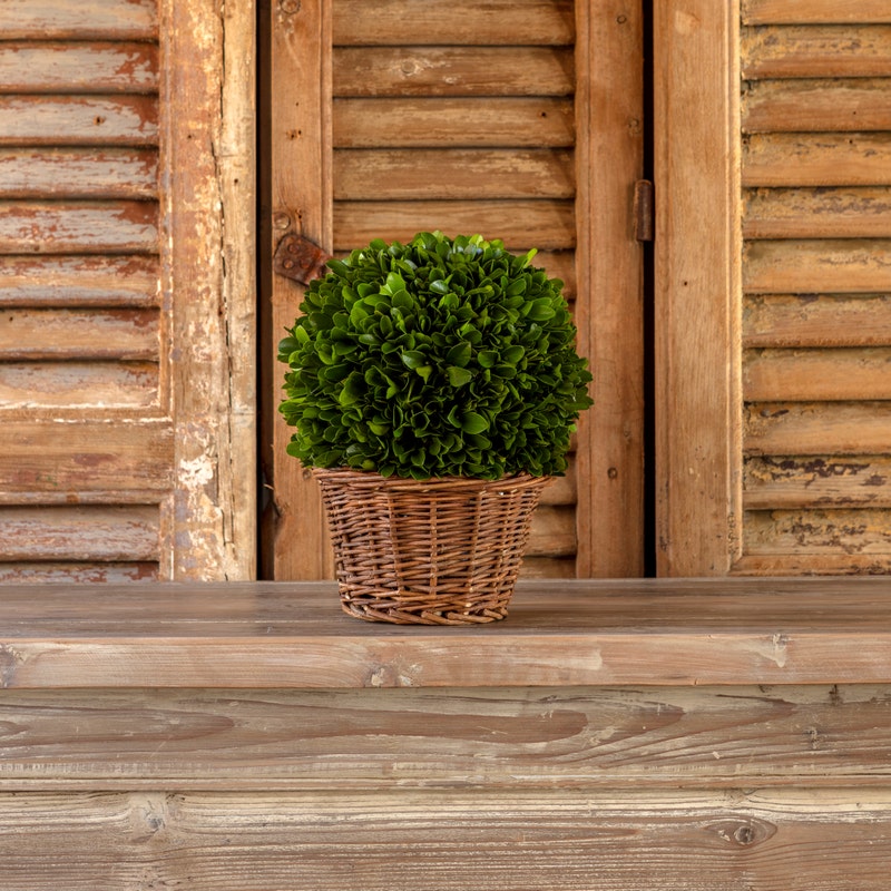 7" Preserved Boxwood Ball in Basket