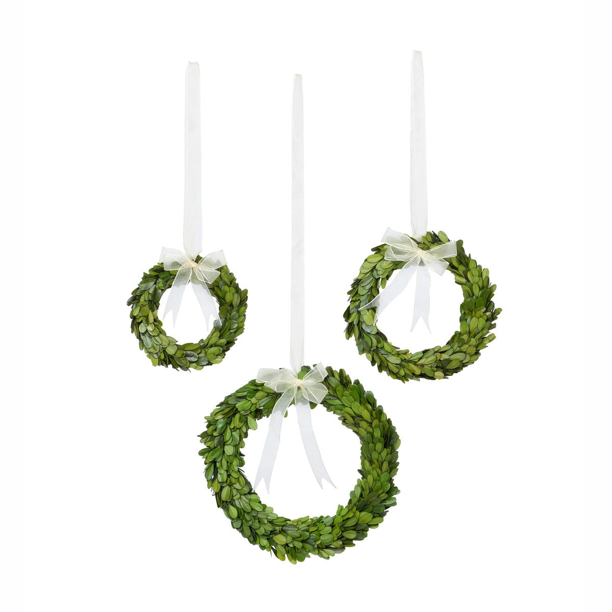 Preserved Boxwood Wreaths with Ivory Ribbon