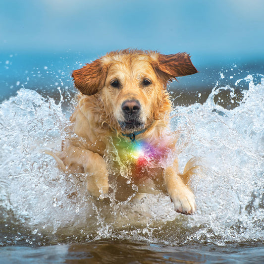 SpotLit® Splash™ Waterproof Rechargeable Collar Light – Disc-O Tech™